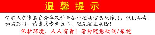 山崖长的一种能泡水的野草,乡间路边常见的野草竟有如此功效
