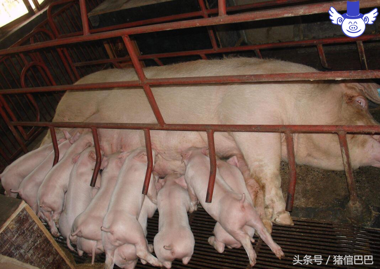 母猪产后有炎症对仔猪有什么影响,母猪乳房炎仔猪拉稀怎么治疗