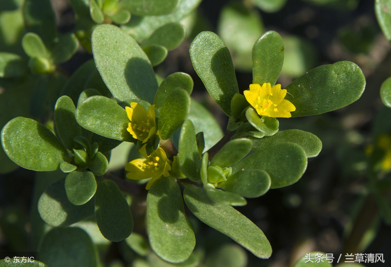鲜马苋菜,马苋菜典故