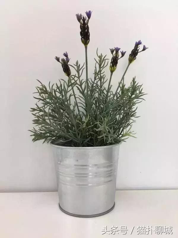 聊城适合拍照的网红店有哪些,聊城最火美发网红店