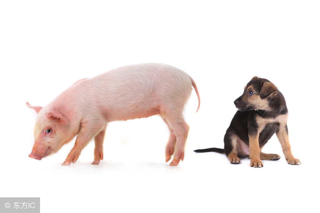 狗肉上不了席面的下一句,古代为何狗肉上不了席面