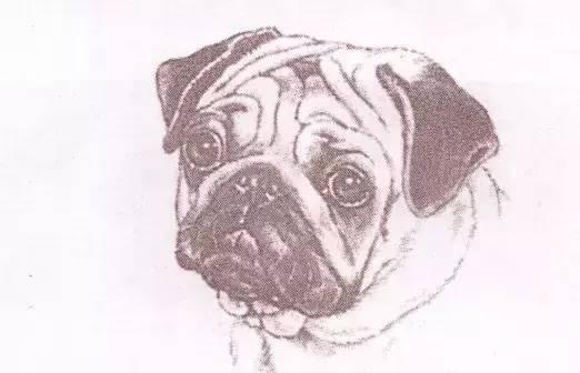 巴哥犬驱虫的用量,巴哥犬的配对方法