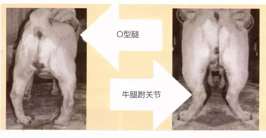 巴哥犬驱虫的用量,巴哥犬的配对方法