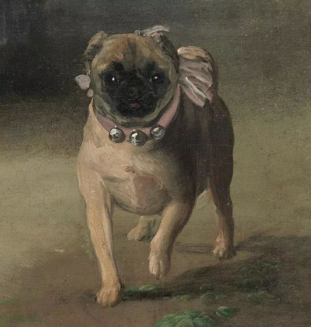 巴哥犬驱虫的用量,巴哥犬的配对方法