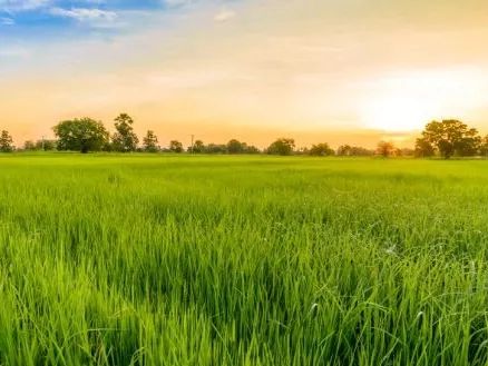 这碗五谷杂粮,满足了你对米饭的一切想象