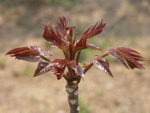 香椿种子壳的功效与作用,香椿籽香椿芽