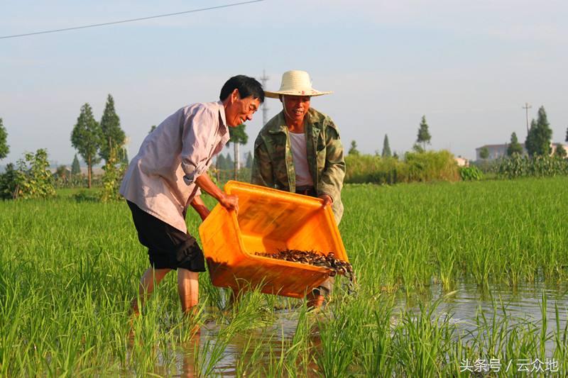 新农人养虾计划,新农人养小鸡技术视频