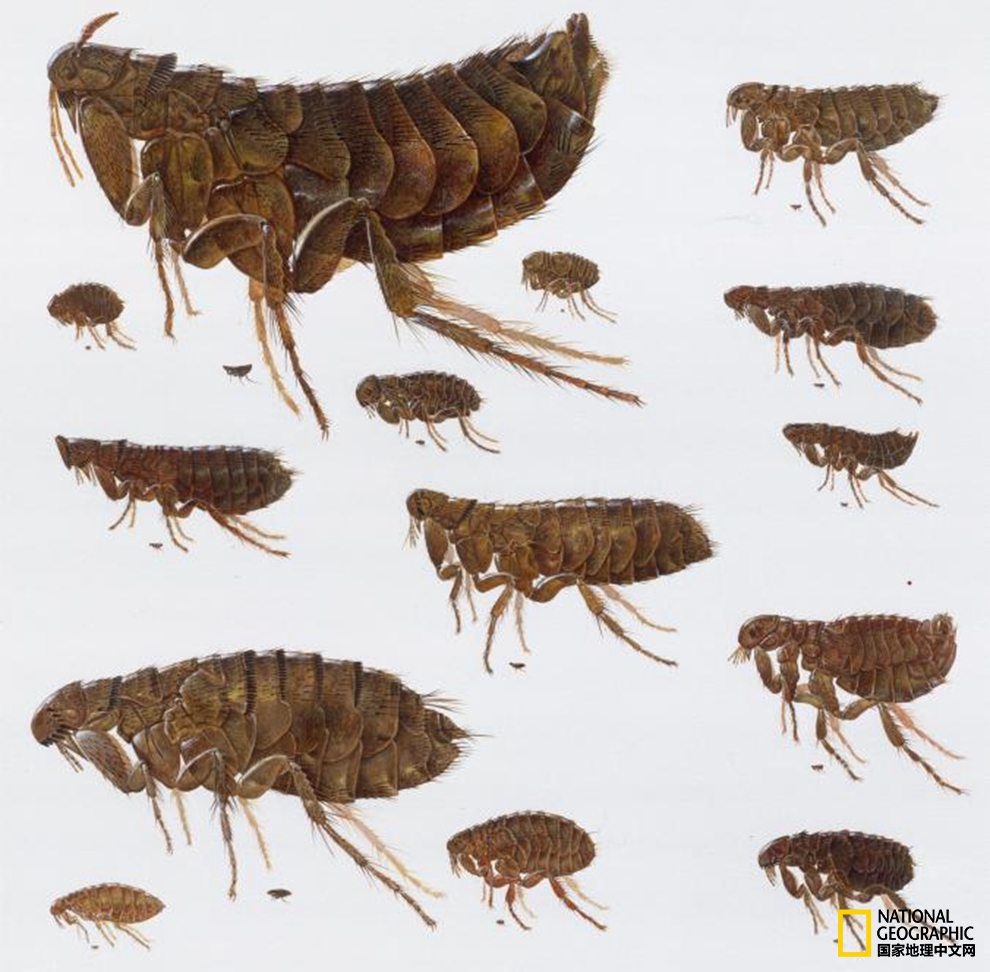 为啥人身体里有虫,总觉得自己体内有虫