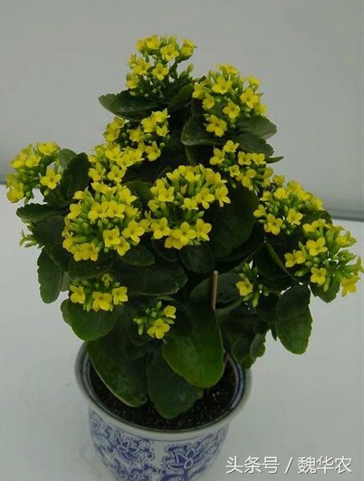 长寿花的花苞变黑怎么回事,长寿花杆子变黑烂了怎么回事