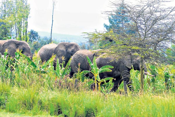 解救大象计划,解救大象攻略