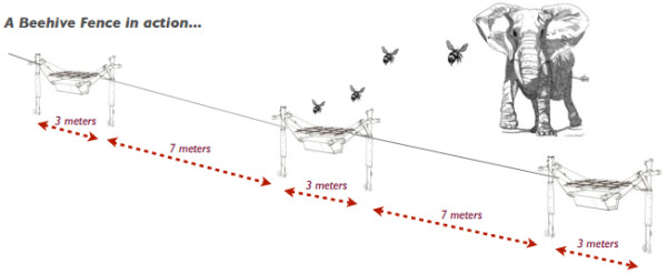 解救大象计划,解救大象攻略