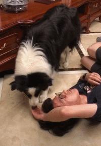 狗狗吃东西中毒症状,狗狗吃东西中毒要多久