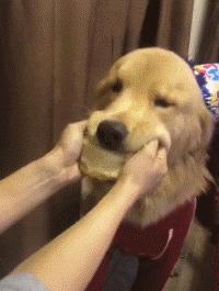 狗狗吃东西中毒症状,狗狗吃东西中毒要多久