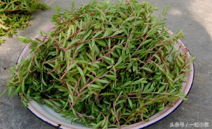 马齿苋随处可见的野菜你了解它吗,野菜马齿苋最经典食用方法