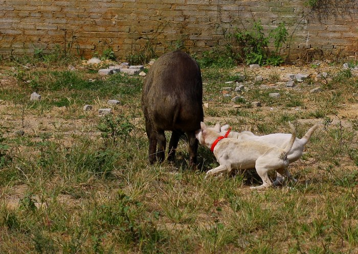 这种犬号称世界第三猎犬，为何不是世界第二猎犬呢