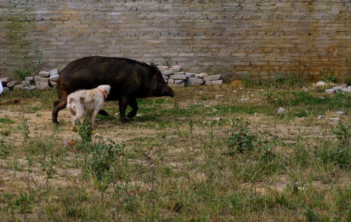 这种犬号称世界第三猎犬，为何不是世界第二猎犬呢