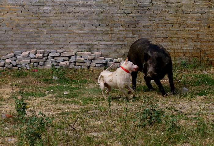 这种犬号称世界第三猎犬，为何不是世界第二猎犬呢