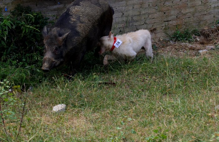 这种犬号称世界第三猎犬，为何不是世界第二猎犬呢