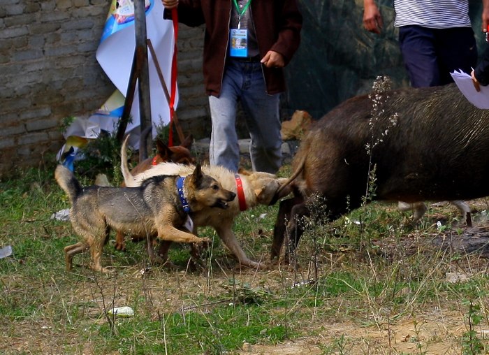 这种犬号称世界第三猎犬，为何不是世界第二猎犬呢