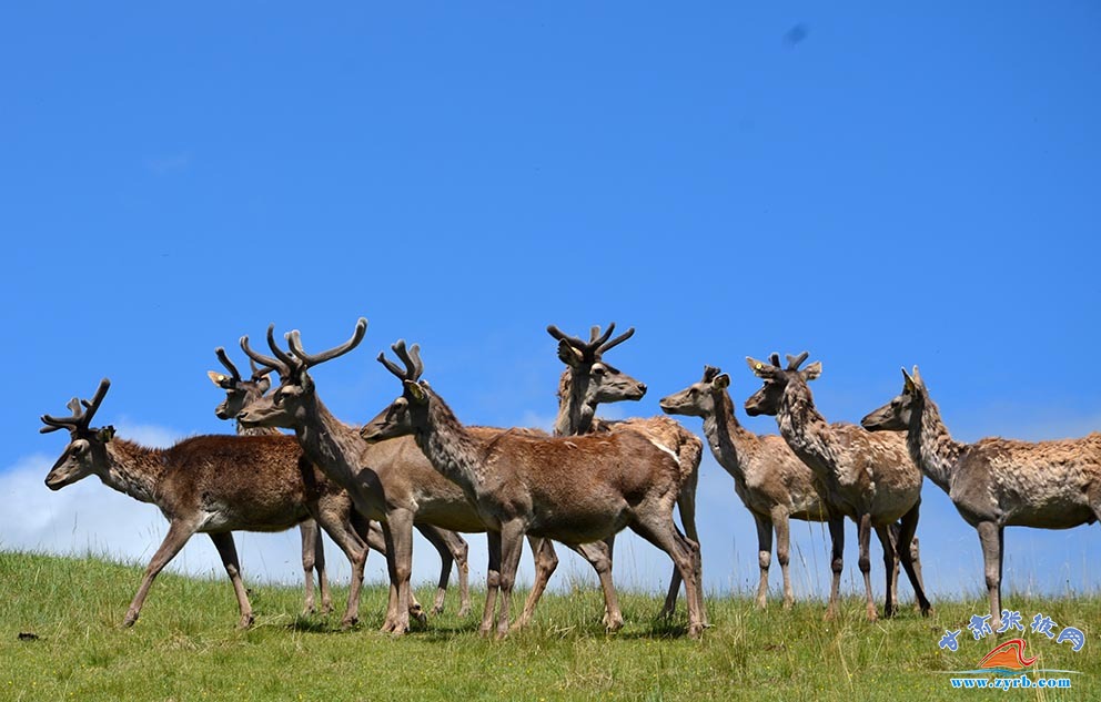 肃南马鹿鹿茸农产品,肃南土特产鹿茸