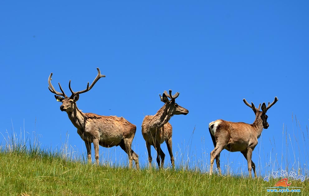 肃南马鹿鹿茸农产品,肃南土特产鹿茸