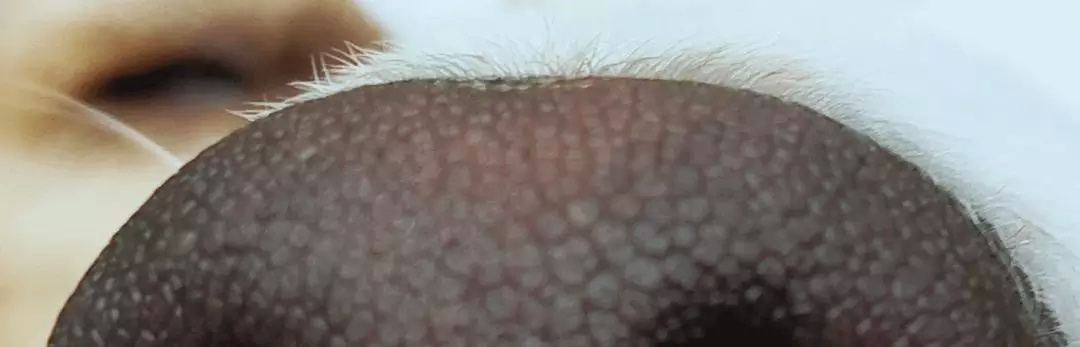 美图手机拍照对比,美图手机最新拍照最好的一款