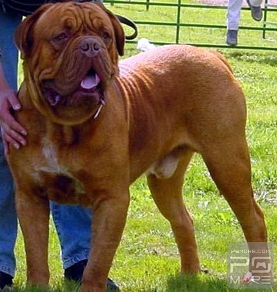 关于世界名狗名犬排行榜,世界名犬狗的品种大全