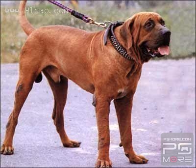 关于世界名狗名犬排行榜,世界名犬狗的品种大全