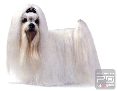 关于世界名狗名犬排行榜,世界名犬狗的品种大全