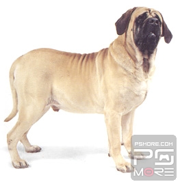 关于世界名狗名犬排行榜,世界名犬狗的品种大全