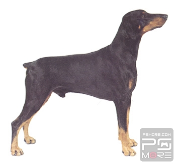 关于世界名狗名犬排行榜,世界名犬狗的品种大全