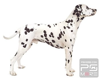 关于世界名狗名犬排行榜,世界名犬狗的品种大全