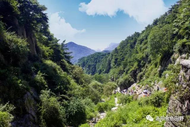 嵩县灵芝种植,嵩县何村蛮峪岭