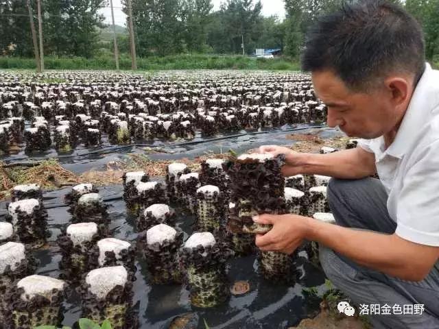 嵩县灵芝种植,嵩县何村蛮峪岭