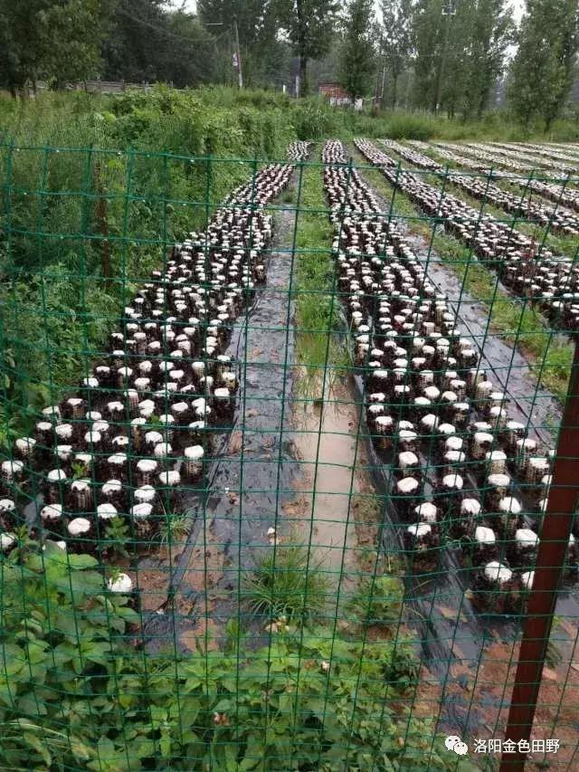 嵩县灵芝种植,嵩县何村蛮峪岭