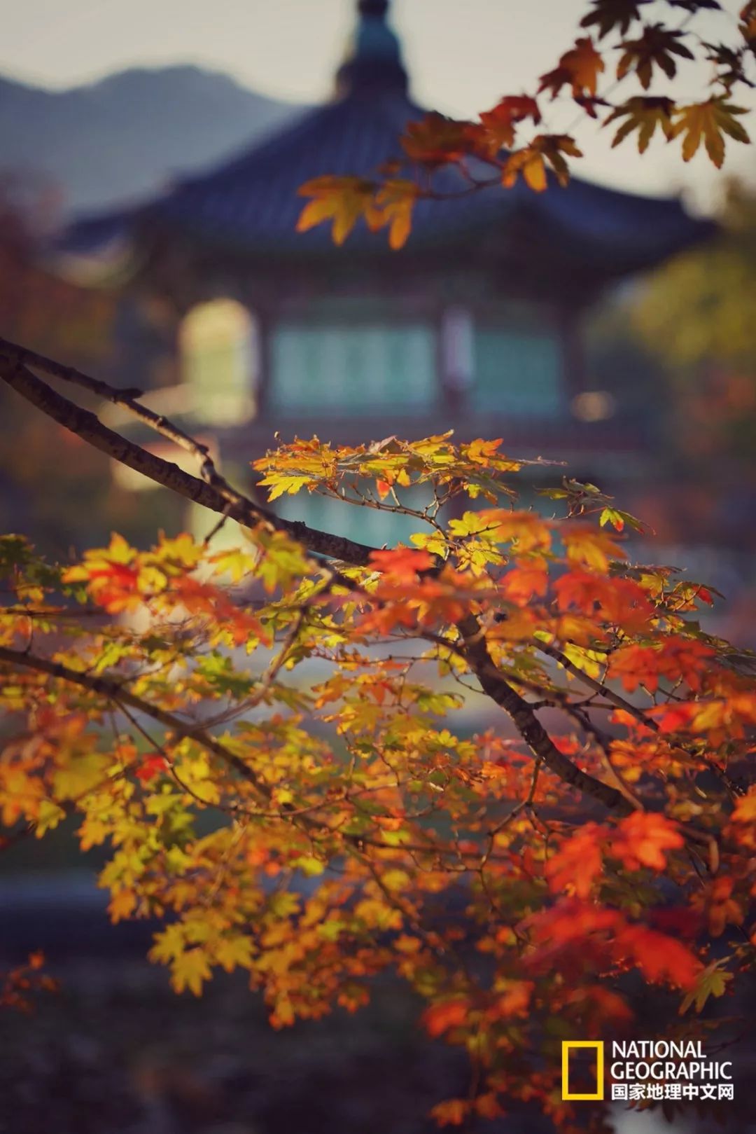 韩国足球的犯规艺术,韩国踢足球犯规现场