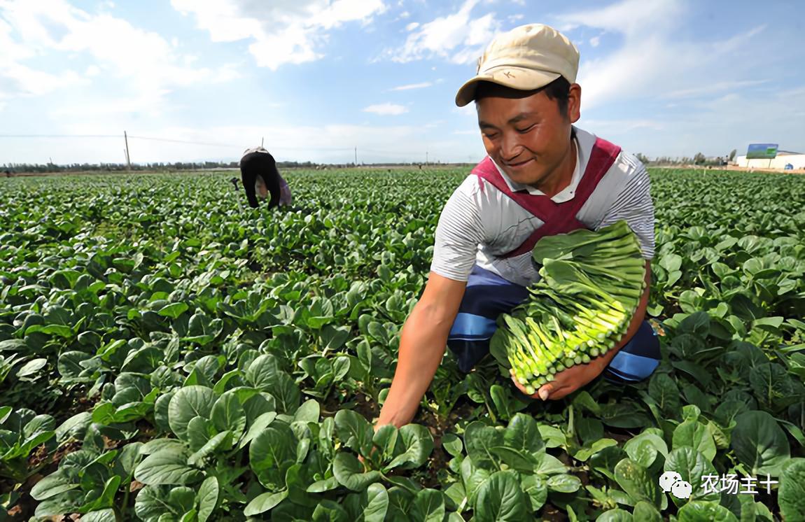 供港基地蔬菜真的好吗 (供港蔬菜要什么条件)