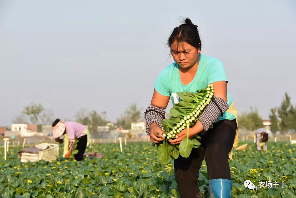 供港基地蔬菜真的好吗 (供港蔬菜要什么条件)