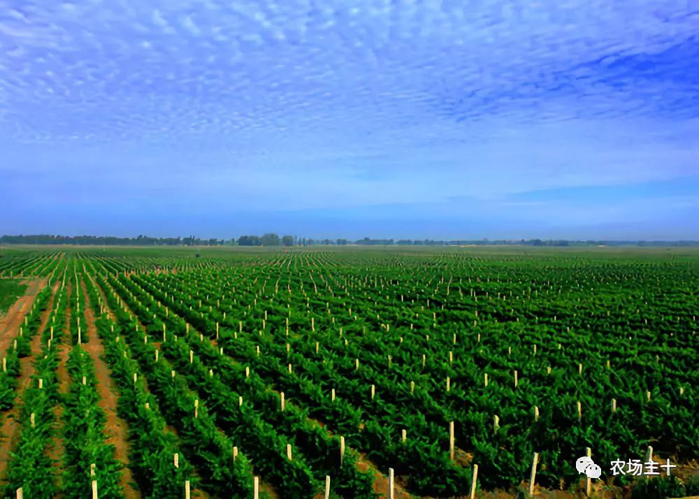 供港基地蔬菜真的好吗 (供港蔬菜要什么条件)