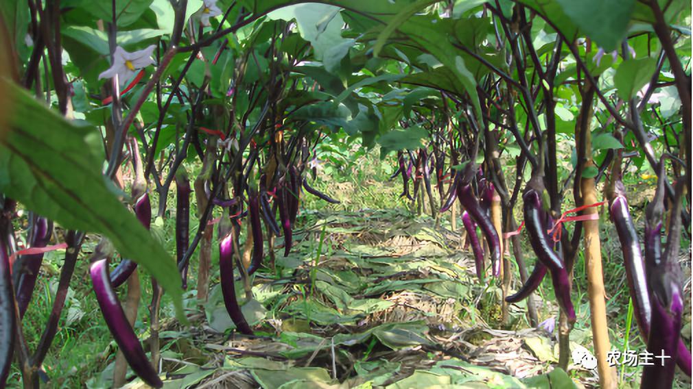 供港基地蔬菜真的好吗 (供港蔬菜要什么条件)