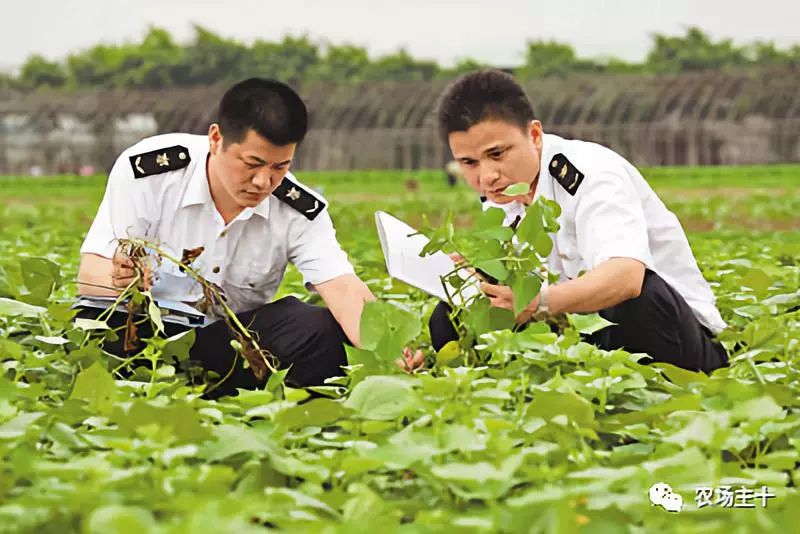 供港基地蔬菜真的好吗 (供港蔬菜要什么条件)