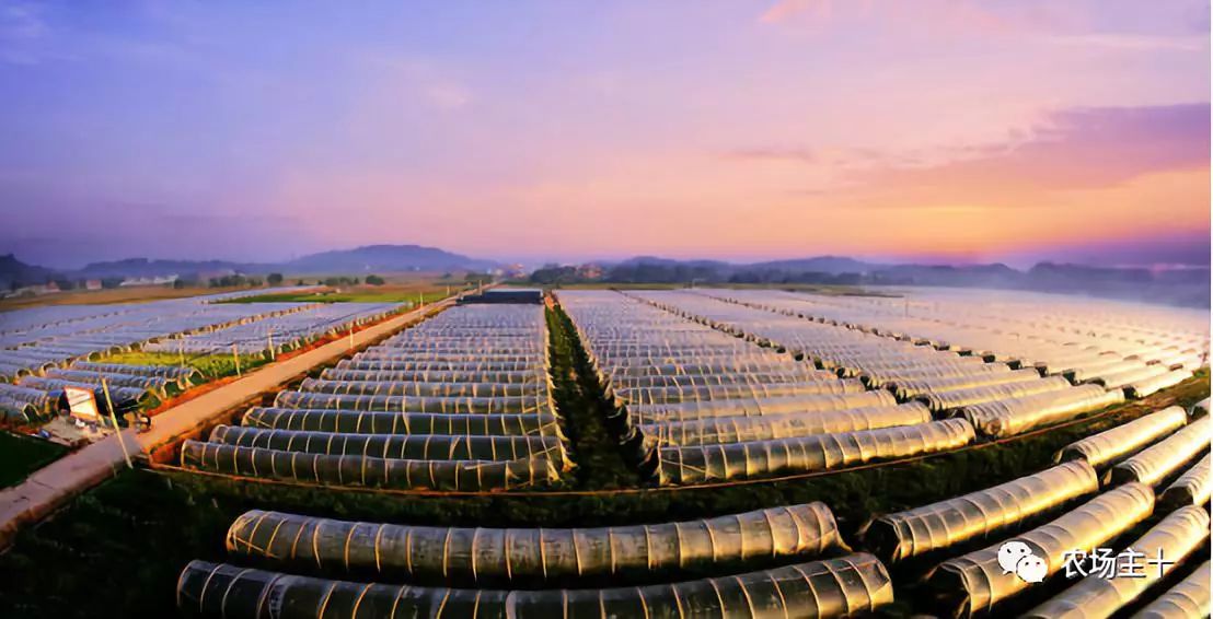 供港基地蔬菜真的好吗 (供港蔬菜要什么条件)