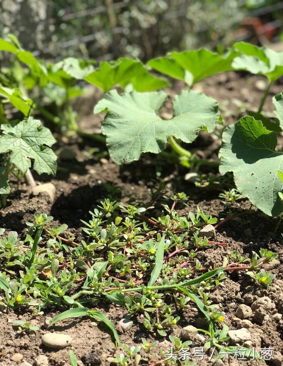 马齿苋随处可见的野菜你了解它吗,野菜马齿苋最经典食用方法