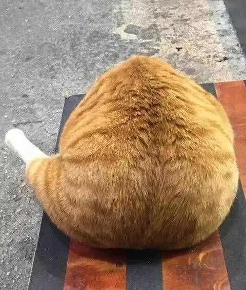 我真的不是想骗你们养猫