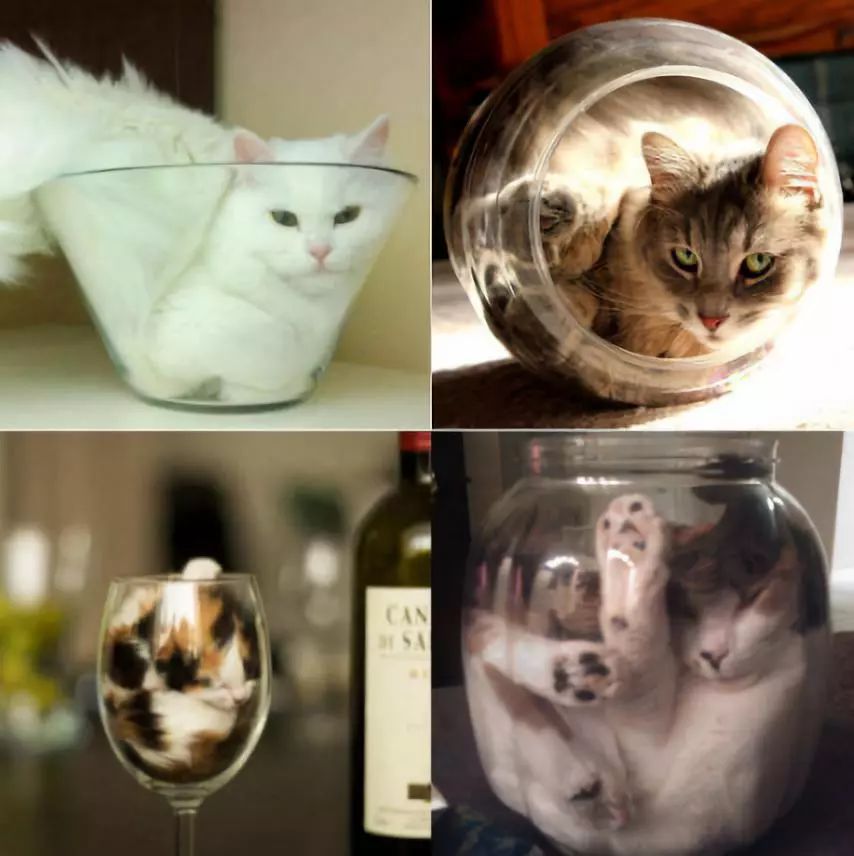 我真的不是想骗你们养猫