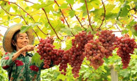 怎么挑选葡萄才是最好吃,如何挑选又甜又好吃的葡萄