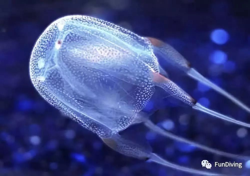 被水母蜇到的伤口怎么治,被水母蜇伤是不是用尿可以好