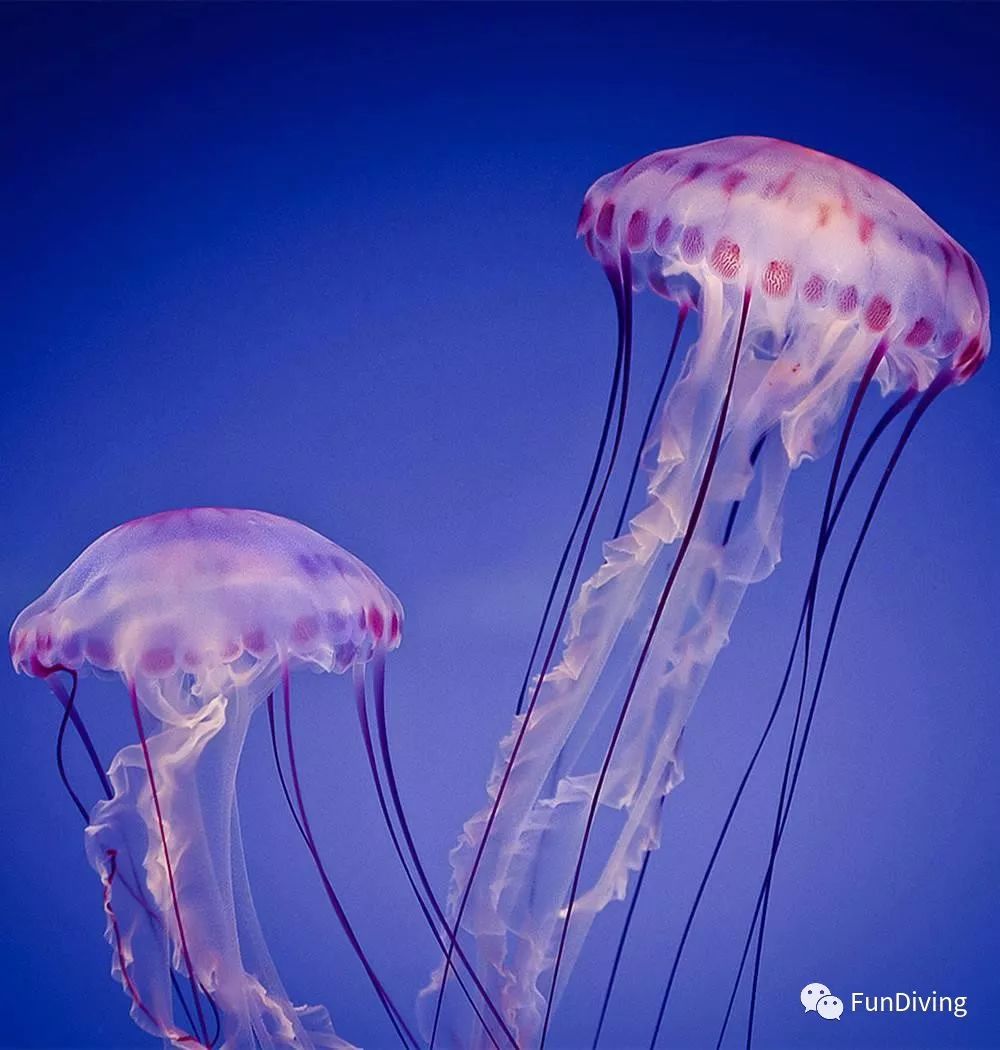 被水母蜇到的伤口怎么治,被水母蜇伤是不是用尿可以好