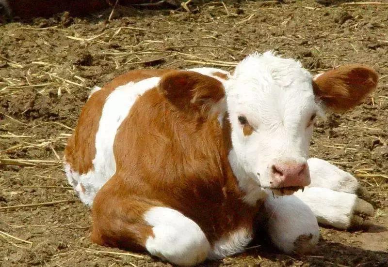 新生犊牛凉着了腹泻怎么治疗,犊牛腹泻的防治措施