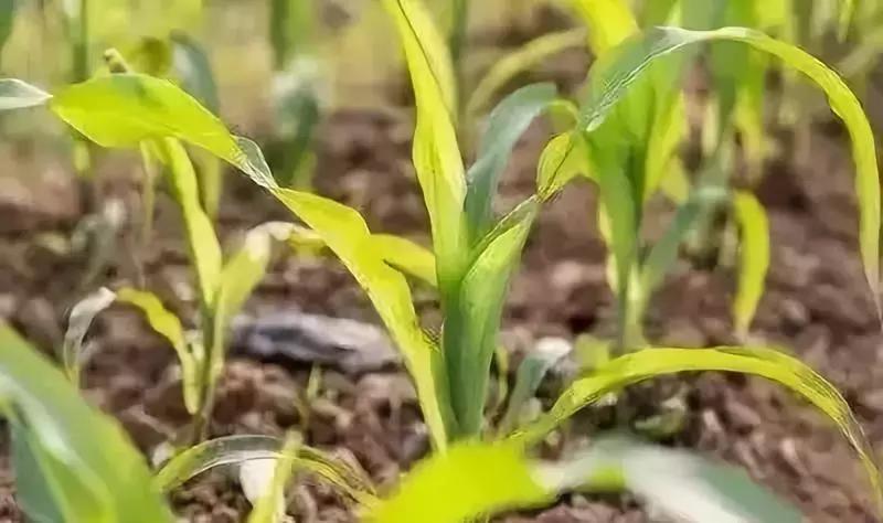 大雨后玉米烂种怎么办,暴雨玉米被淹全过程